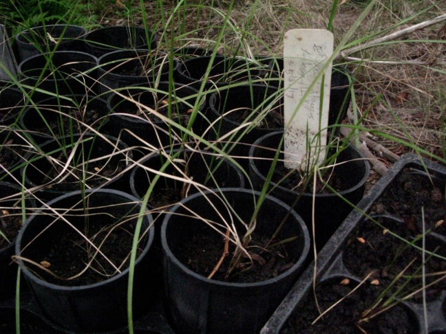 Elymus glaucus from Albany Hill, grown from seed